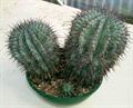 Euphorbia horrida